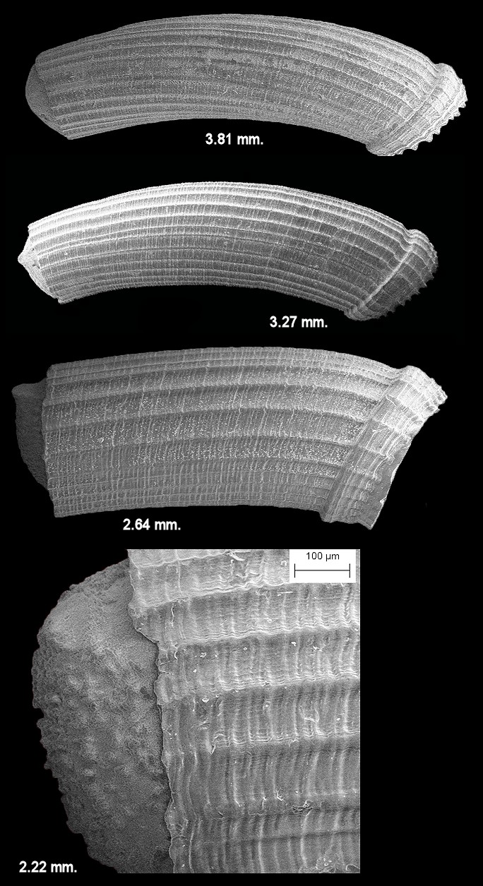 Caecum cycloferum de Folin, 1867 Fat Lip Caecum