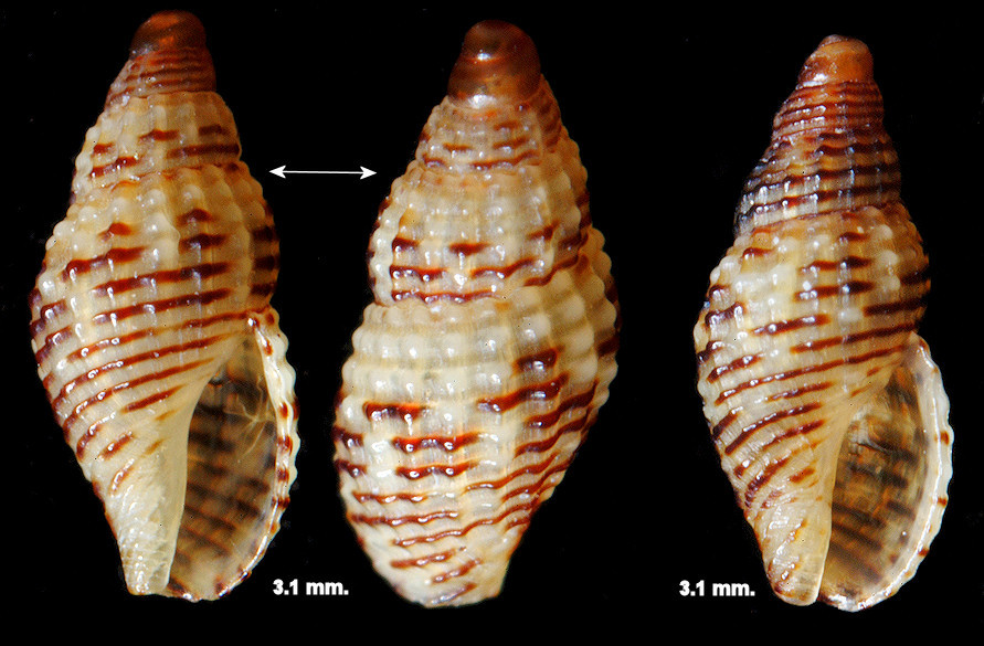 Decipifus sixaolus (Olsson and McGinty, 1958)