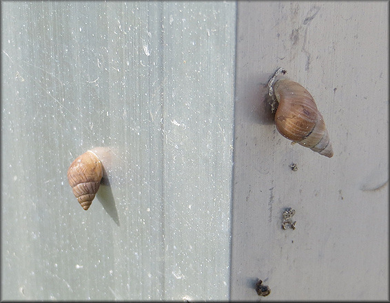 Bulimulus sporadicus At Port Malabar Rifle and Pistol Club range, Brevard Co., Florida (11/12/2015)