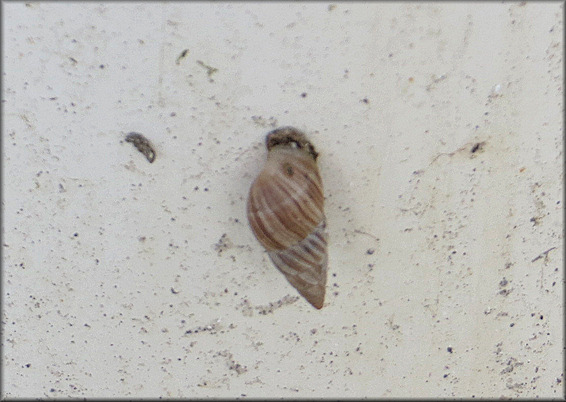 Bulimulus sporadicus At Port Malabar Rifle and Pistol Club range, Brevard Co., Florida (11/12/2015)