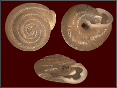 Triodopsis hopetonensis (Shuttleworth, 1852) Syntype