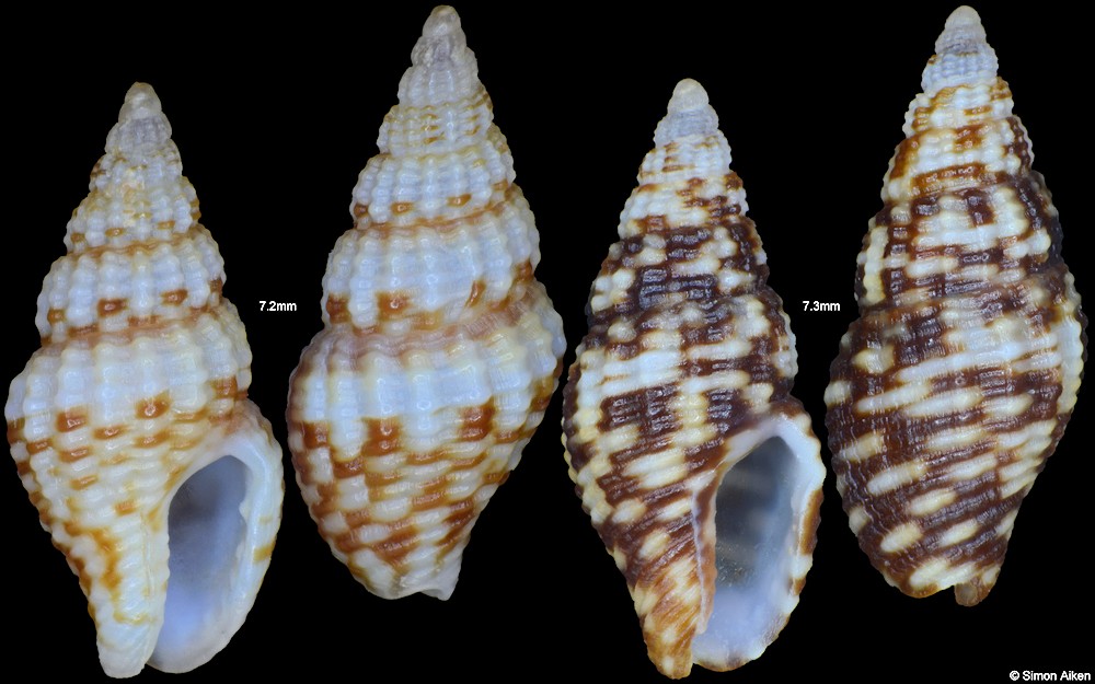 Glyptanachis hilli (Pilsbry and H. N. Lowe, 1932)