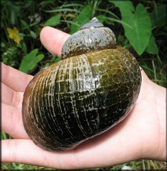 Probable Pomacea maculata Perry, 1810 (estimated size is about 100 mm.)