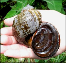 Probable Pomacea maculata Perry, 1810 (estimated size is about 100 mm.)