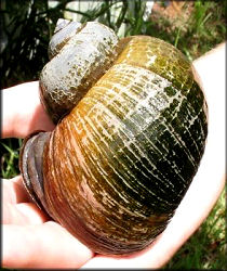 Probable Pomacea maculata Perry, 1810 (estimated size is about 100 mm.)