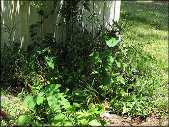 Overgrown fish pond