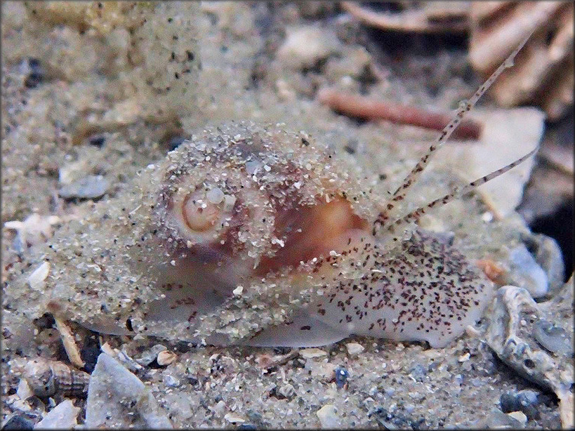 Natica livida L. Pfeiffer, 1840 Livid Moonsnail