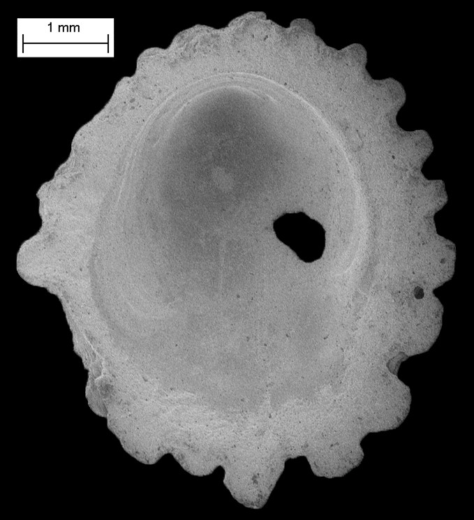 Hipponix floridana Olsson and Harbison, 1953 Fossil