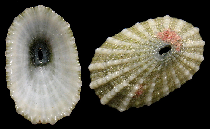 Diodora viridula (Lamarck, 1822) Green Keyhole Limpet