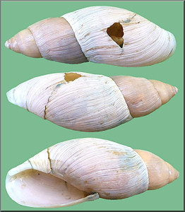 Euglandina rosea (Frussac, 1821) Damaged Shell