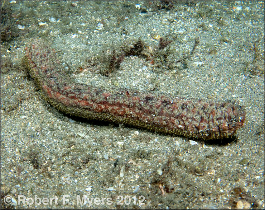 Holothuria grisea Selenka, 1867 Gray Sea Cucumber