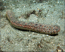 Holothuria grisea Selenka, 1867 Gray Sea Cucumber