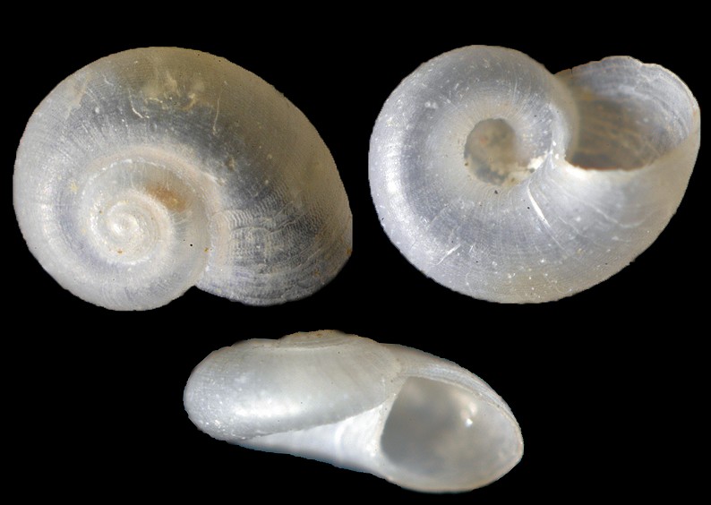 Cochliolepis parasitica Stimpson, 1858