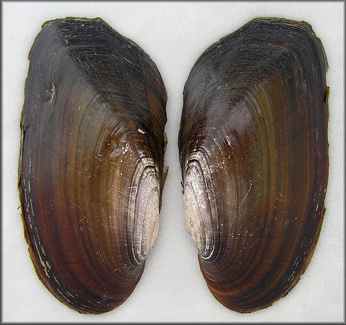 Elliptio hopetonensis (I. Lea, 1838) Altamaha Slabshell