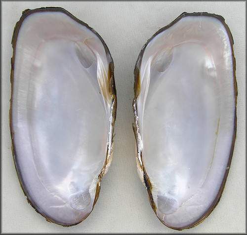 Elliptio hopetonensis (I. Lea, 1838) Altamaha Slabshell