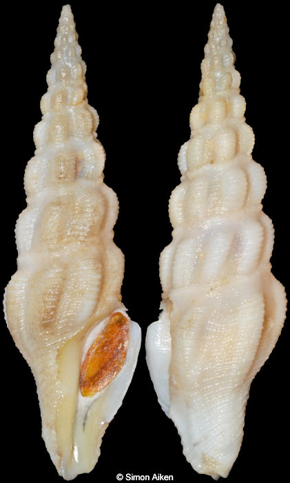 Stenodrillia horrenda (Watson, 1886)