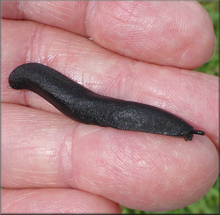 Belocaulus angustipes (Heynemann, 1885) Black-velvet Leatherleaf