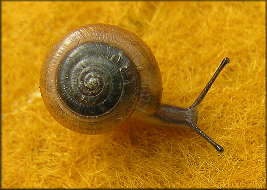 Ventridens demissus (A. Binney, 1843) Perforate Dome