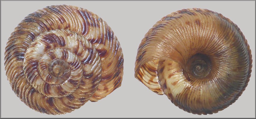 Anguispira cumberlandiana (I. Lea, 1840) Cumberland Tigersnail