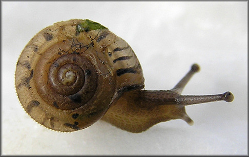 Daedalochila uvulifera (Shuttleworth, 1852) Found Near Retention Pond