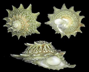 Lithopoma phoebium (Rding, 1798) Longspine Starsnail