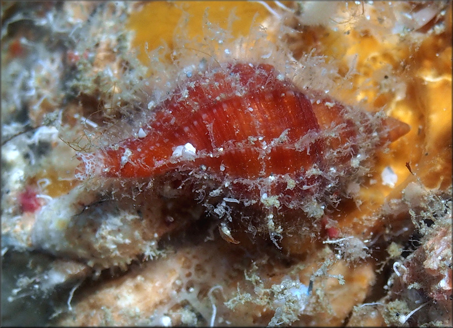 Cymatium (Monoplex) pileare (Linnaeus, 1758) Western Atlantic Juvenile