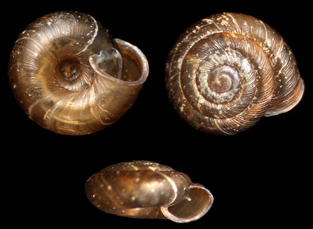 Strobilops hubbardi (A.D. Brown, 1861) Flattened Pinecone