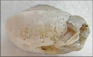 Daedalochila sp. aff. hausmani (Jackson, 1948)