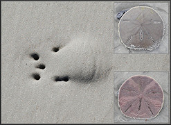 Mellita quinquiesperforata (Leske, 1778) Five-slotted Sand Dollar