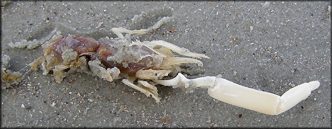 Callianassa major Carolinian Ghost Shrimp