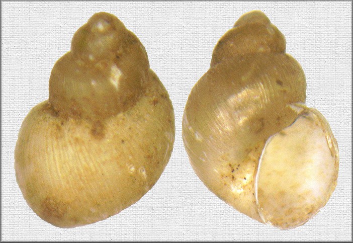 Lymnaea humilis Say, 1822