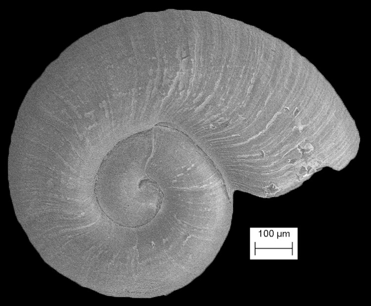 Cyclostremella humilis Bush, 1897 False Cyclostreme