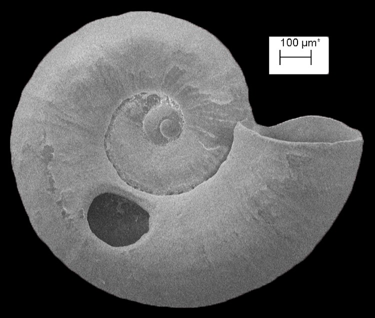 Cyclostremella humilis Bush, 1897 False Cyclostreme