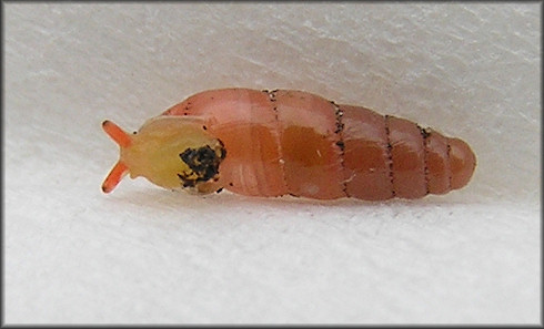 Huttonella bicolor (Hutton, 1834) Two-tone Gullela