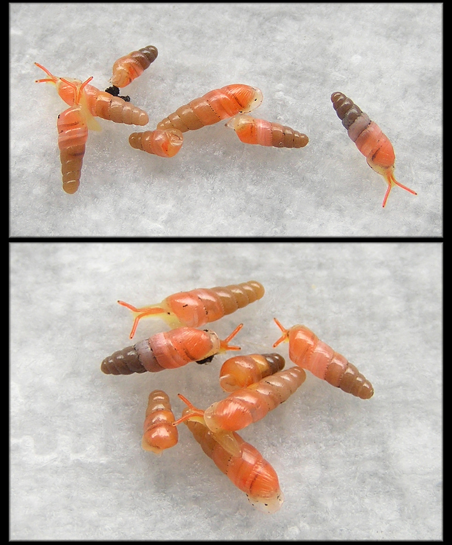 Huttonella bicolor (Hutton, 1834) Two-tone Gullela