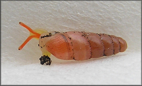 Huttonella bicolor (Hutton, 1834) Two-tone Gullela