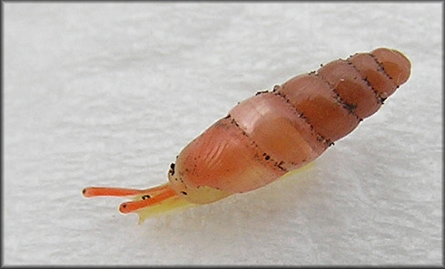 Huttonella bicolor (Hutton, 1834) Two-tone Gullela