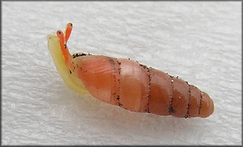 Huttonella bicolor (Hutton, 1834) Two-tone Gullela