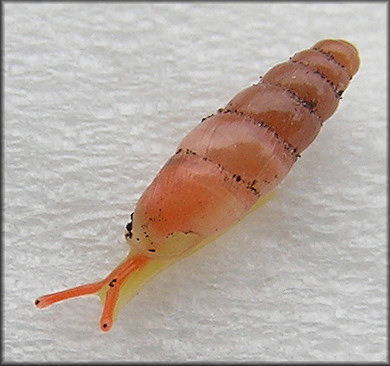 Huttonella bicolor (Hutton, 1834) Two-tone Gullela Page Two