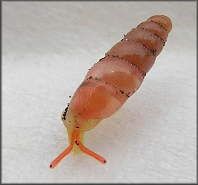 Huttonella bicolor (Hutton, 1834) Two-tone Gullela Page Two