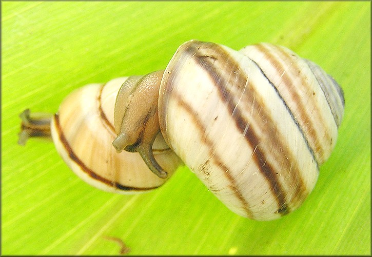 Hemitrochus varians (Menke, 1829)