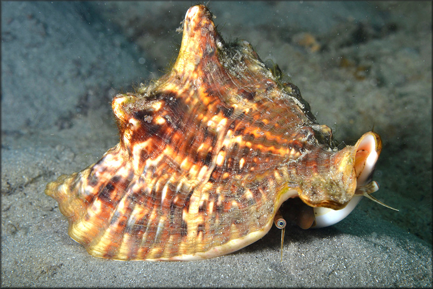 Lobatus raninus Gmelin, 1791 Hawkwing Conch In Situ