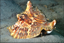 Lobatus raninus (Gmelin, 1791) Hawkwing Conch In Situ