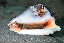 Lobatus raninus (Gmelin, 1791) Hawkwing Conch Living Animal