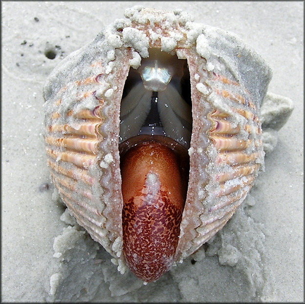 Dinocardium robustum (John Lightfoot, 1786) Atlantic Giant Cockle