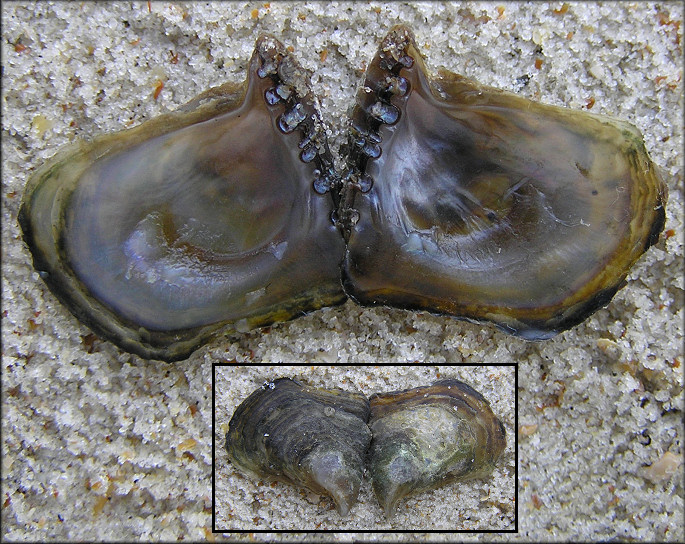 Isognomon bicolor (C. B. Adams, 1845) Bicolor Purse-oyster