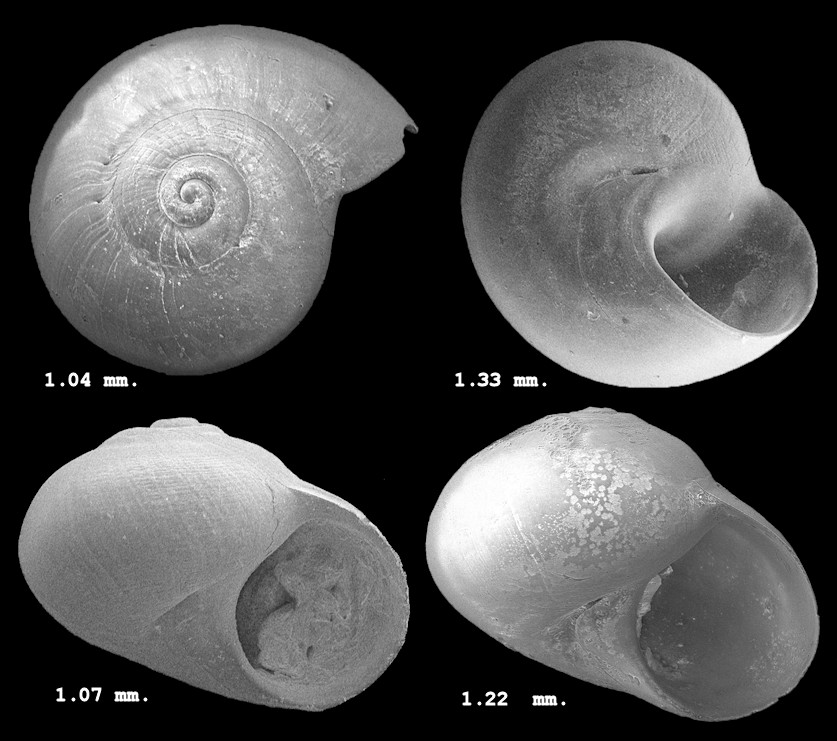 Tomura apextruncata Rubio, Roln and Fernndez-Garcs, 2013