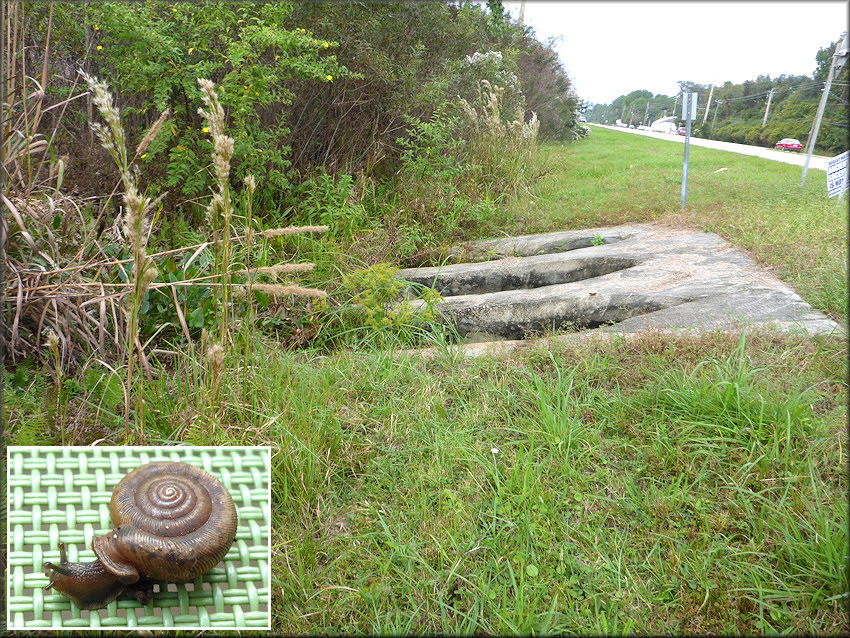 Daedalochila site looking north northwest along US-1 towards Jacksonville. Image inset is a living adult specimen found at the site.