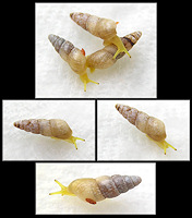 Allopeas mauritianum (L. Pfeiffer, 1852) Mauritian Awlsnail