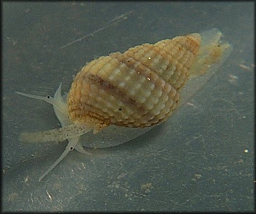 Ilynanassa trivittata (Say, 1822) (Juvenile) Threeline Mudsnail